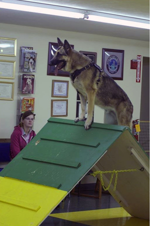 Pelham, NH Dog Personal Protection Training